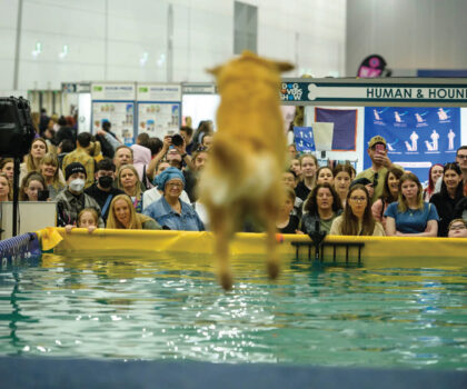 DockDogs jumping into a Pool