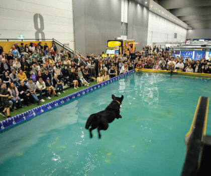 DockDogs jumping into a Pool with a big crowd