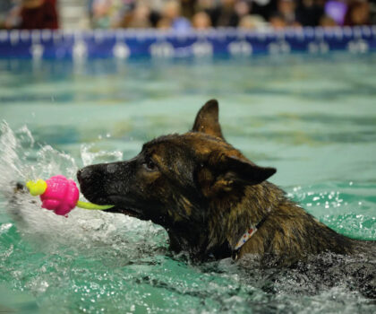 DockDog with ball in pool